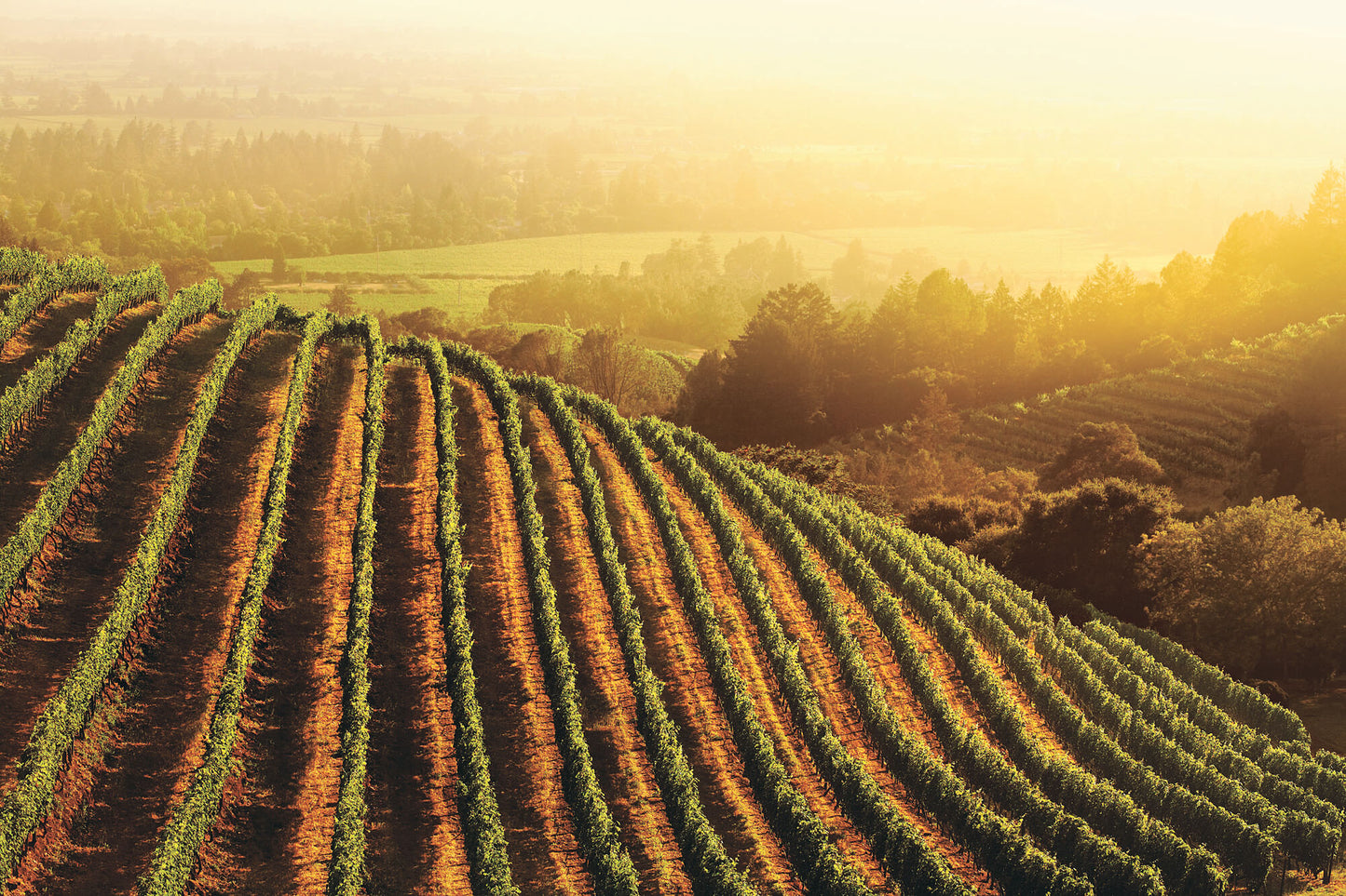 Nuances of Italian vs. California Wines - April 15